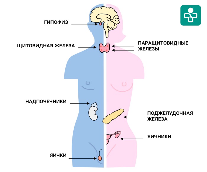 Железы в организме человека